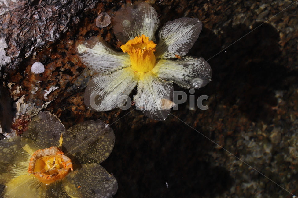 수선화,꽃잎,꽃장식,flower,봄꽃,식물,자연,plants,nature,꽃,flower