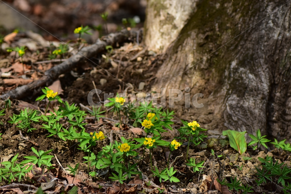한계령풀,야생화,봄,꽃,풀꽃,자연,식물,식생,plants,nature,spring,season,flower
