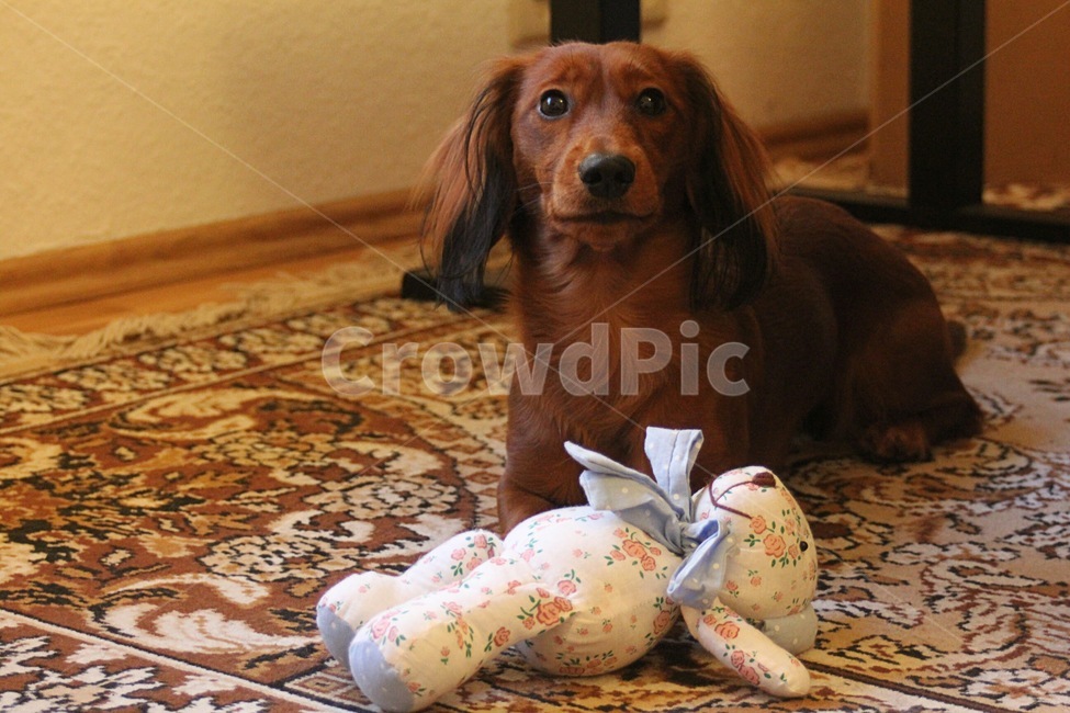 dog,개,동물,pet,애완동물,animal,동물,animal,포유류,mammal,개,강아지,dog,doggy