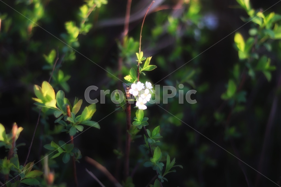 야생화,접사,봄,초여름,하얀꽃,flower