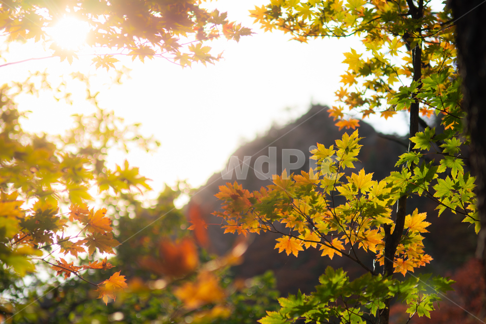단풍,단풍잎,가을,역광,따뜻,초록,주황,나뭇잎,산,가을,계절,fall,autumn,season,식물,자연,plants,nature,leaf,잎,plant,tree,나무,maple