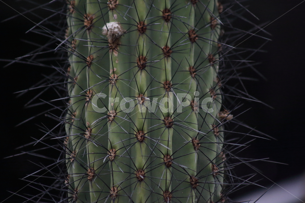 선인장,가시,온실,cactus,금계룡