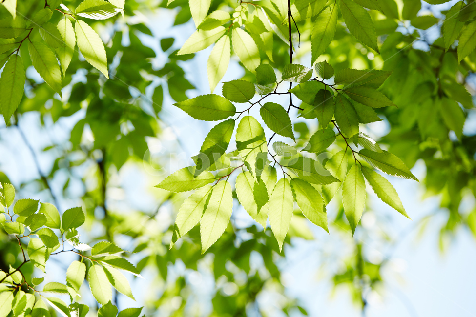 나뭇잎,잎,식물,빛,깨끗함,햇빛,여름,녹색,배경,여름,계절,summer,season,식물,자연,plants,nature,휴식,힐링,rest,relaxation,healing,leaf,plant