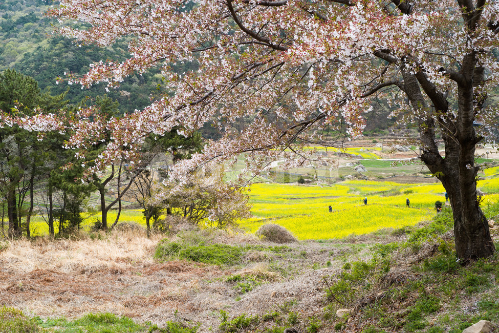 봄,남해,유채꽃,두모마을,풍경,봄,계절,spring,season,자연,풍경,nature,landscape,한국자연풍경,한국자연경관,korea nature landscape,식물,plants,나무,trees,wood,plant