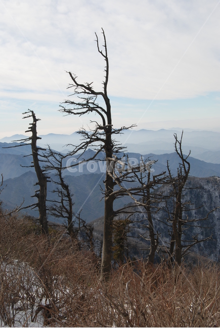 덕유산,겨울,자연,능선,휴양지,겨울,계절,winter,season,자연,풍경,nature,landscape,한국자연풍경,한국자연경관,korea nature landscape,식물,plants,나무,trees,wood,plant,tree
