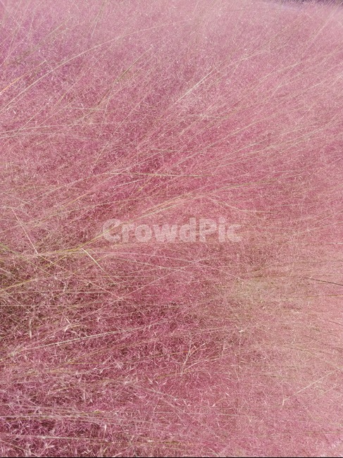 핑크뮬리,식물,분홍색,가을,pink,색감,조직,배경,감성,fall,autumn,핑크,식물,자연,plants,nature