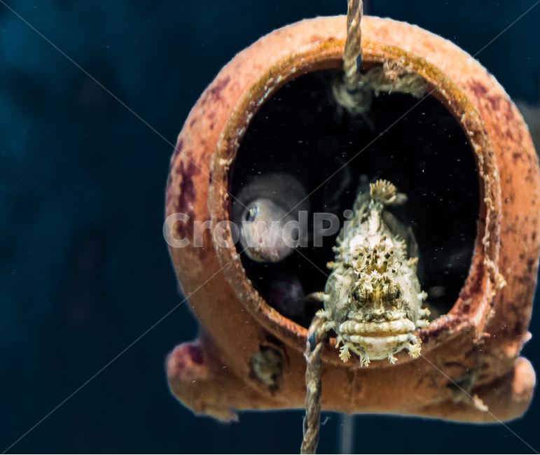 물고기,집,경계,동물,어류,동물,animal,어류,물고기,fish