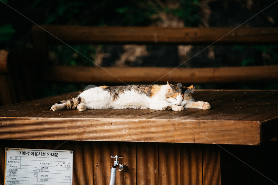 고양이,캣,냥냥이,길고양이,삼색이,치즈냥,냥,cat,동물,동물,animal,포유류,mammal,고양이,cat,kitten,kitty