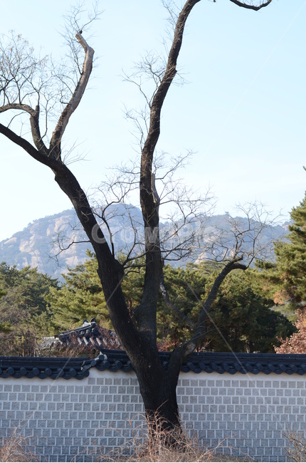 tree,나무,plant,식물,treetrunk,나무줄기,외로움,겨울나무