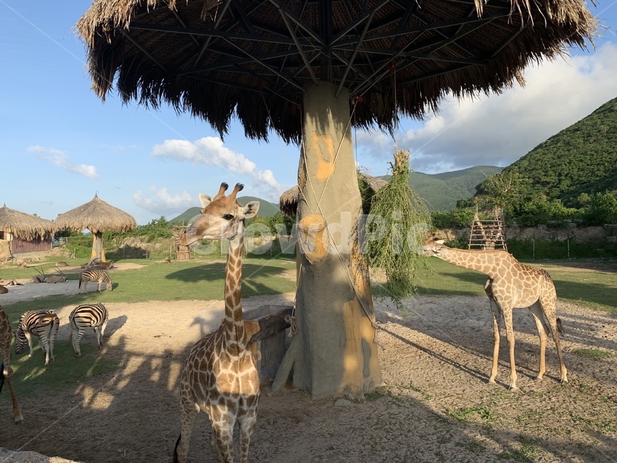 빈펄랜드,동물원,기린,베트남,동물,동물,animal,포유류,mammal