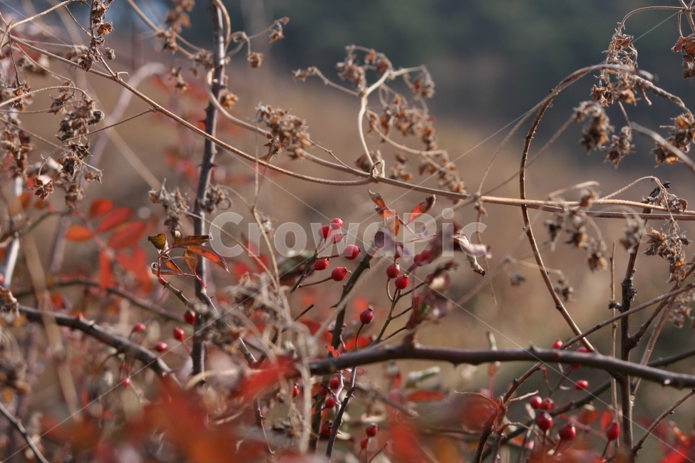 가을,식물,열매,마른가지,들판,가을,계절,fall,autumn,season,식물,자연,plants,nature,과일,열매,fruit,plant