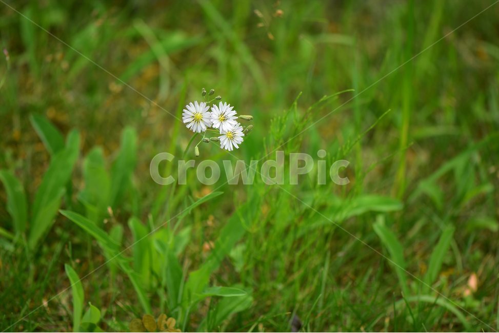 선씀바귀,야생화,꽃,식물,자연,생태,플라워,flower,plants,nature,식물,자연,plants,nature,꽃,flower