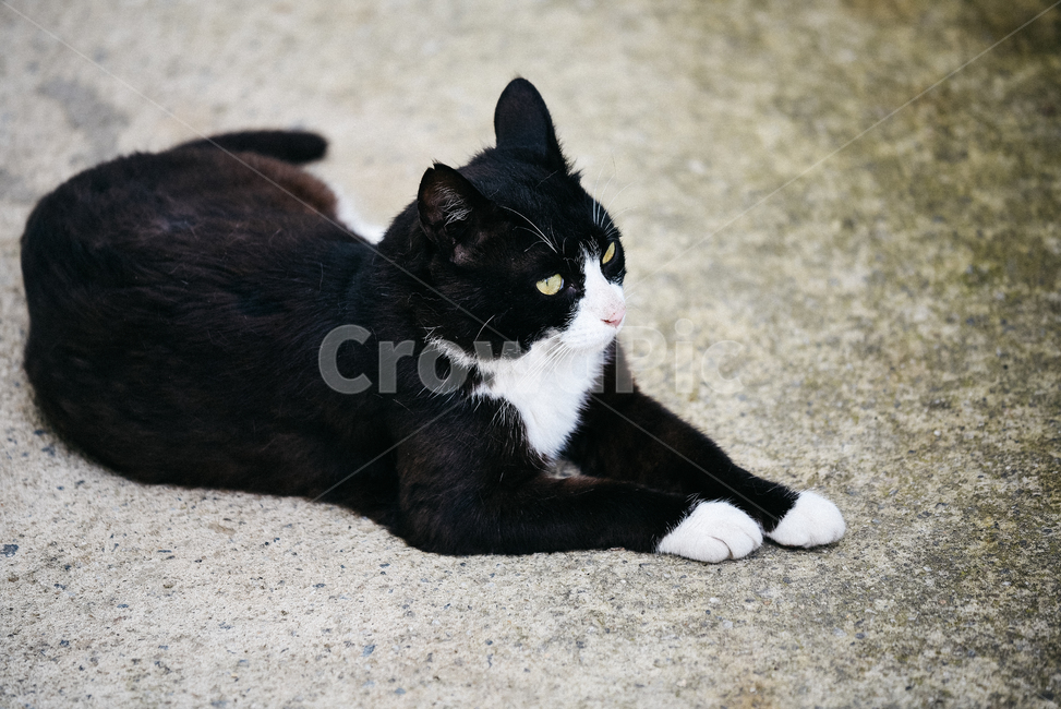 고양이,캣,냥냥이,길고양이,삼색이,치즈냥,냥,cat,동물,동물,animal,포유류,mammal,고양이,cat,kitten,kitty