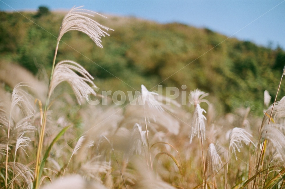 갈대,억새,가을,감성,자연,풍경,휴식,힐링,가을,계절,fall,autumn,season,자연,풍경,nature,landscape,grass,잔디,plant,식물,lawn