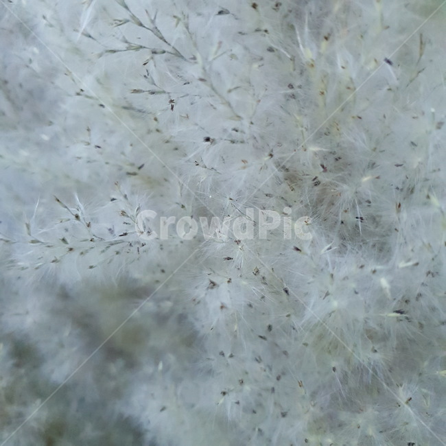 plant,꽃,flower,blossom,식물,식물,자연,plants,nature