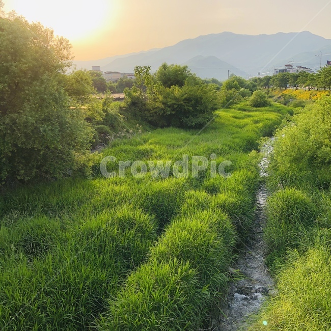 풀잎,산,자연,노을,계곡,강,공원,감성