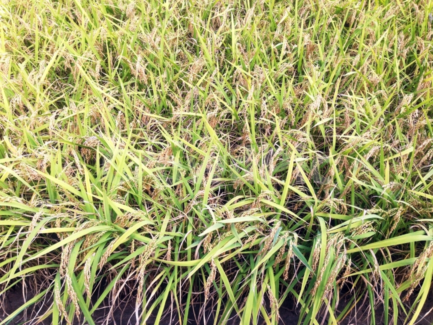 벼,가을,벼익는,쌀,고개숙인,식물,자연,plants,nature