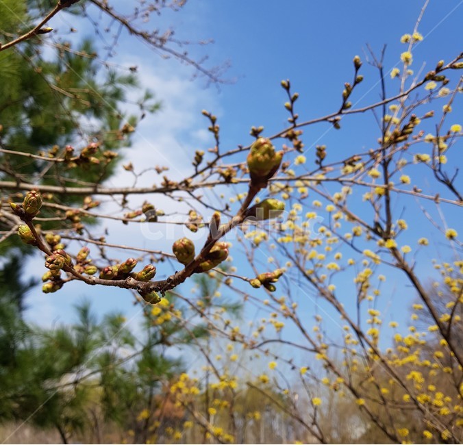sky,nature,tree,flower,bud,spring,flower bud,plant