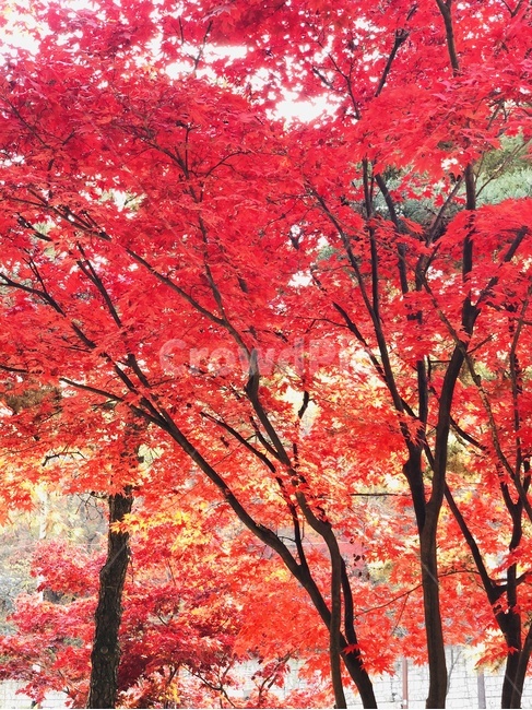 가을,낙엽,단풍,메이플,절정,감성,한국