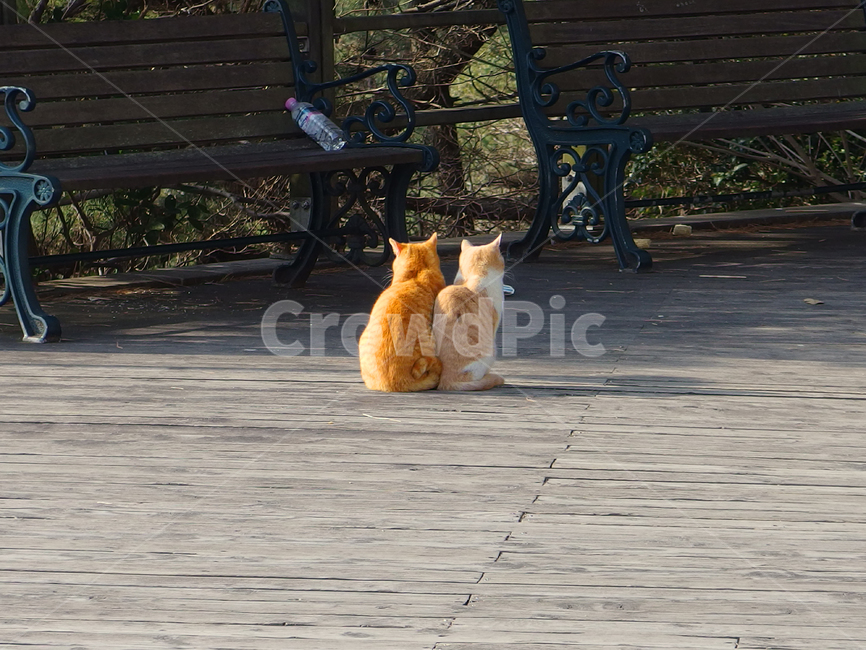 고양이,동물,우정,사랑,온기,커플,귀여움,cat,animal,햇볕,공원,벤치,bench