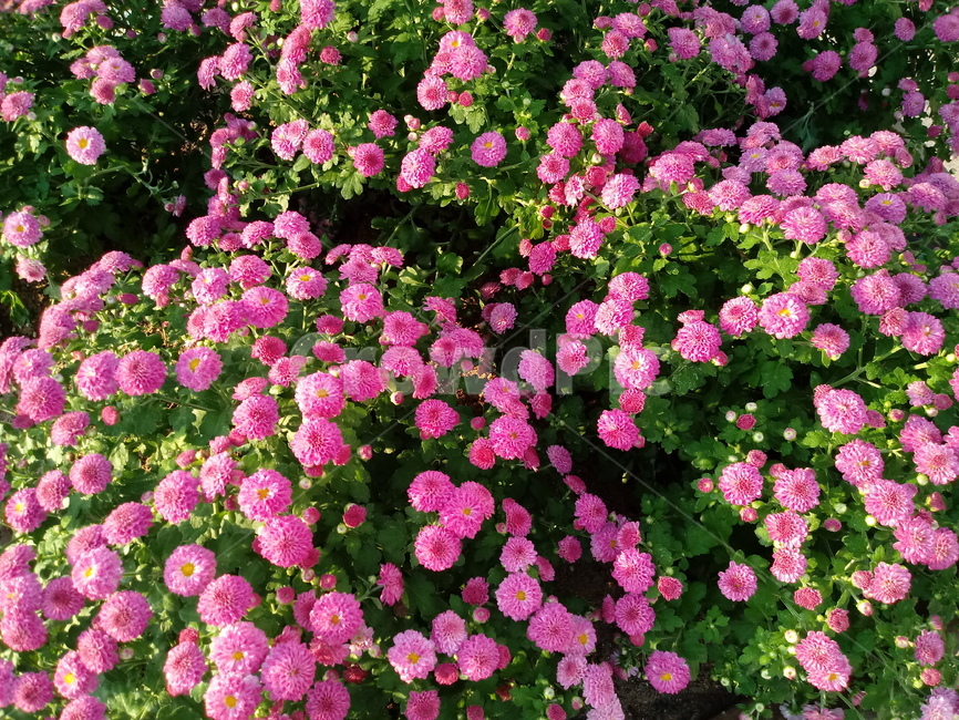국화,꽃,plant,식물,flower,다년생초본식물,오상고절,관상식물,소국,식물,자연,plants,nature,꽃,flower