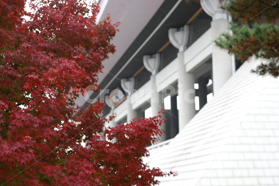 가을,낙엽,나무,풍경,fall,가을,계절,fall,autumn,season,식물,자연,plants,nature,tree,plant,leaf,잎,maple,단풍