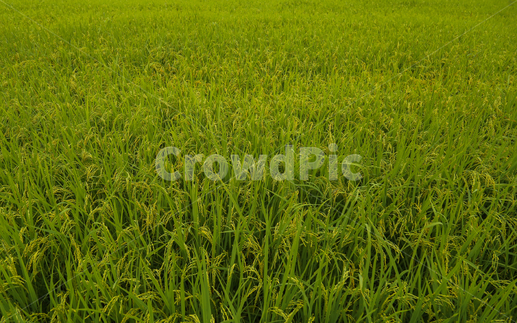 벼,농사,밭,초록,시골,쌀,field,들,grassland,목초지,outdoors,옥외,plant,식물,grass