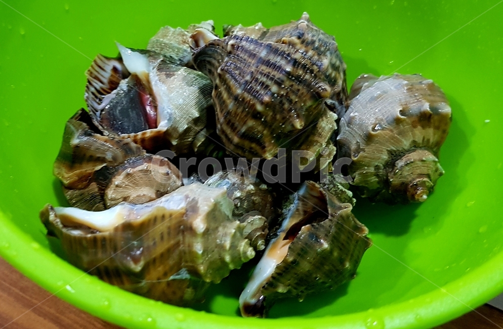 소라,바다,음식,식재료,소라구이,음식,식재료,요리,food,cook,meal,dishes,food reserves,수산물,해산물,fishery products,seafood