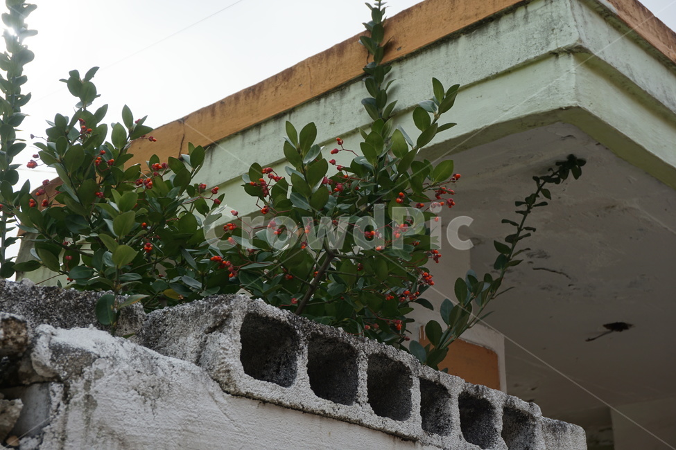 plant,식물,골목,꽃,담장
