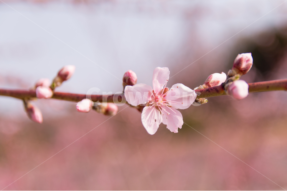 복사꽃,복숭아꽃,나뭇가지,봄꽃,꽃송이,벚나무,벚꽃,과일나무,과수원,꽃잎,분홍색,분홍,핑크,아름다운,예쁜,어여쁜,자연,꽃봉오리,봄,나무,복숭아나무,생동하는,개화,만개한,만발한,계절