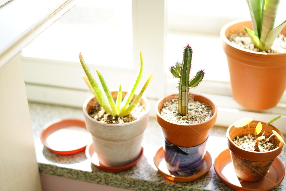 선인장,화분,화초,취미,식물,생명,가시,식물,자연,plants,nature,실내용화초,화분,화초,house plant
