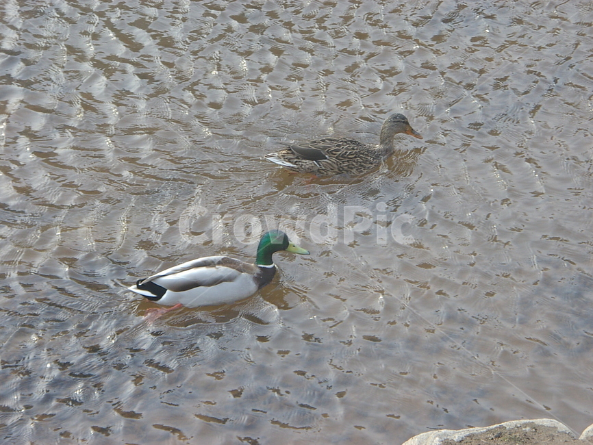 오리,천둥오리,조류,동물,실개천,동물,animal,조류,새,birds