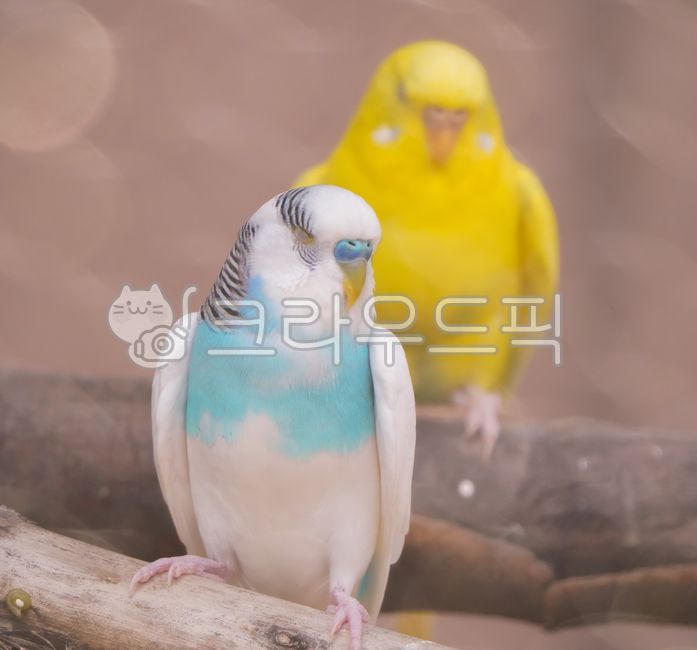 앵무새,동물,새,bird,잉꼬