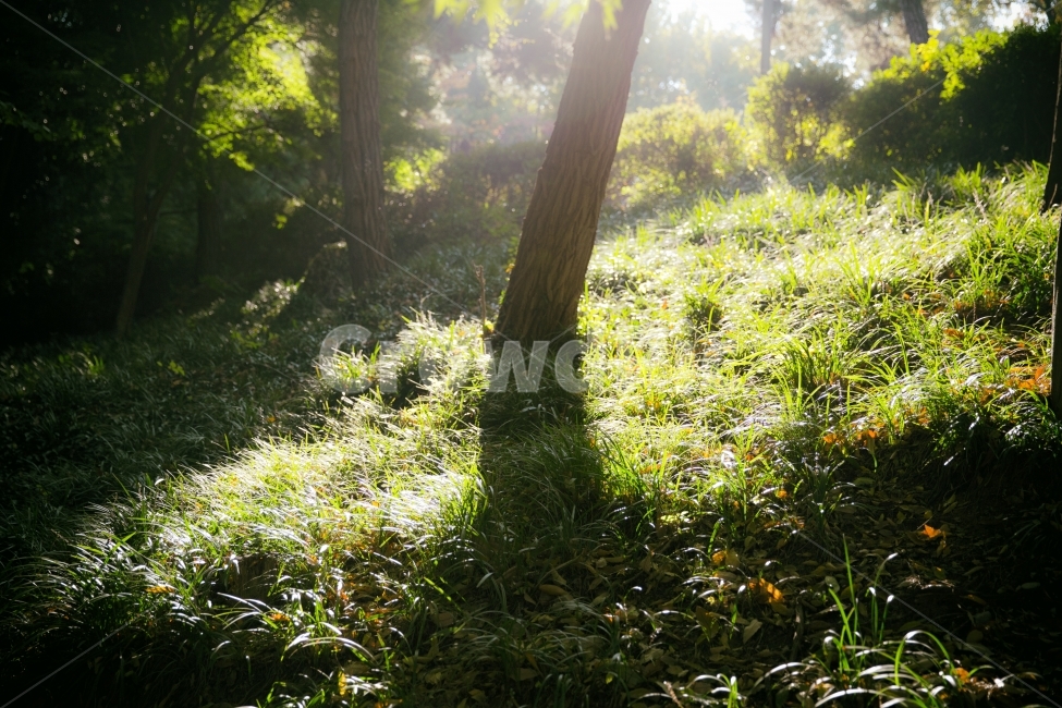 빛내림,나무,tree,빛,light,식물,자연,plants,nature,나무,trees,wood,휴식,힐링,rest,relaxation,healing