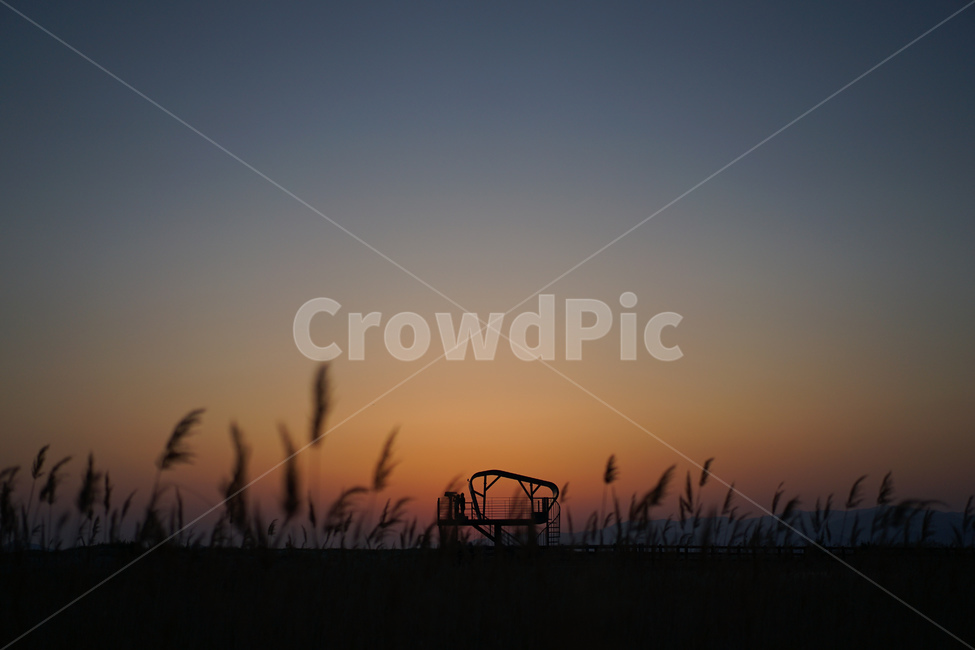 다대포,다대생태공원,석양,갈대,그림자,dadaepo,sunset,shade,노을,grass,잔디,식물,자연,nature