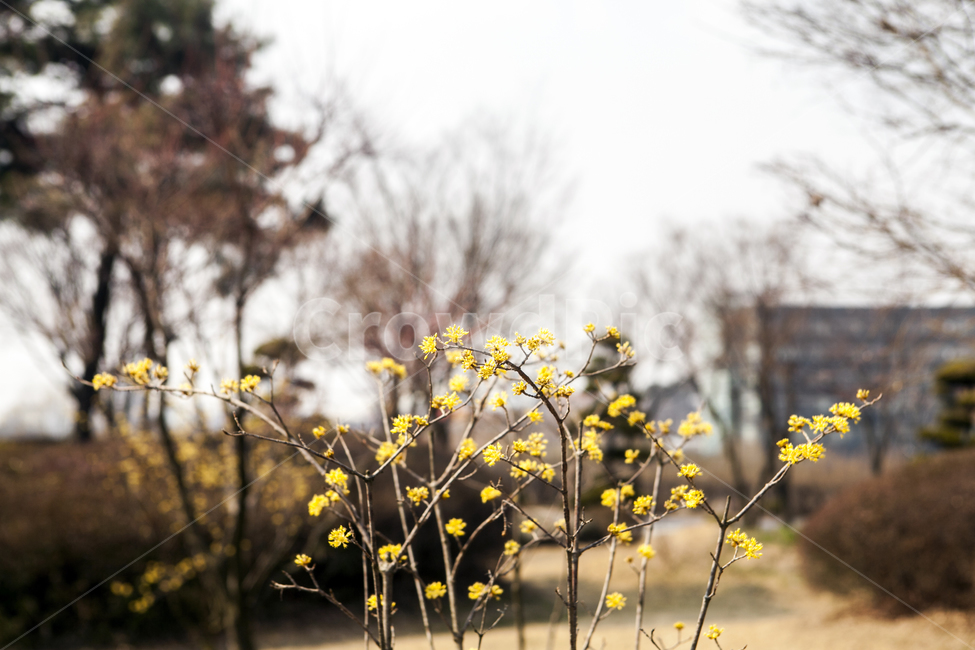 봄,봄꽃,산수화,풍경,출사,식물,자연,plants,nature,꽃,flower