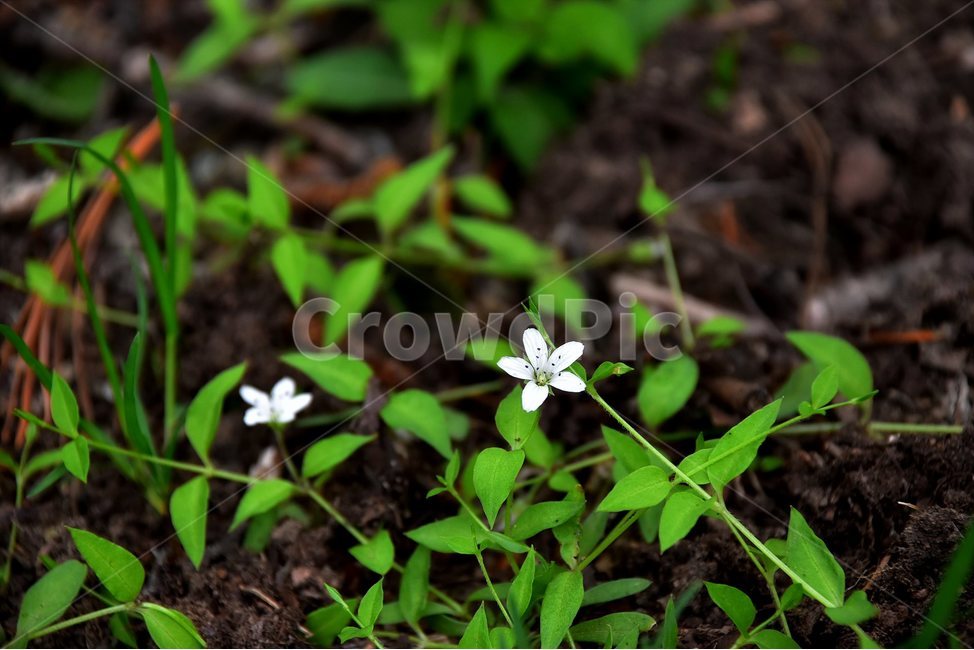 덩굴개별꽃,야생화,꽃,식물,자연,생태,플라워,flower,plants,nature,식물,자연,plants,nature,꽃,flower