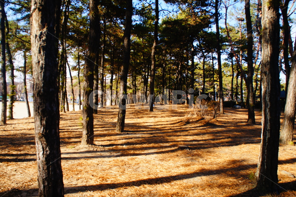 나무,산책,그림자,숲,공원,자연,풍경,nature,landscape,식물,plants,나무,trees,wood,tree,plant,ground,바닥,vegetation,초목,land,땅,woodland,삼림지,outdoors,옥외,forest