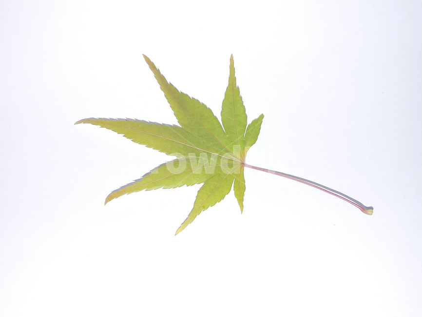 단풍잎,나뭇잎,가을,잎,낙엽,식물,autumn,leaf,leaves,maple,fall,plant,계절,season,가을,계절,fall,autumn,season,식물,자연,plants,nature