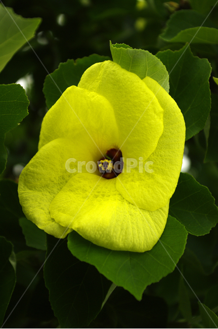 닥꽃,꽃,식물,flower,plant,식물,자연,plants,nature,꽃,flower