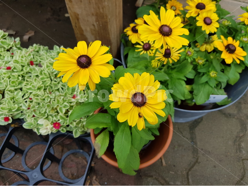 해바라기,미니해바리기,노란꽃,플라워화분,꽃,화분,녹색,노랑,식물,자연,plants,nature,꽃,flower
