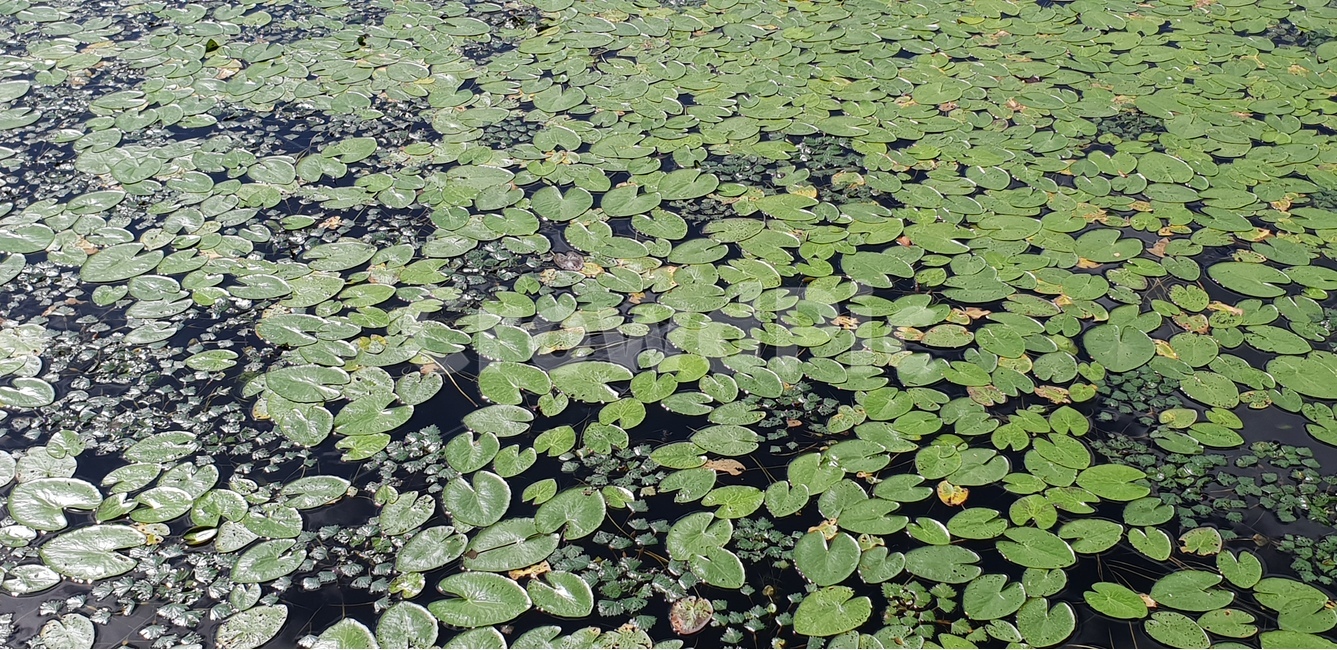 수초,물,자연,식물,배경이미지,여름,호수,연못,background,natural,초록,그린,green,여러해살이,배경,배경화면,색감,바탕,텍스쳐,질감,패턴,이미지,식물,자연,plants,nature