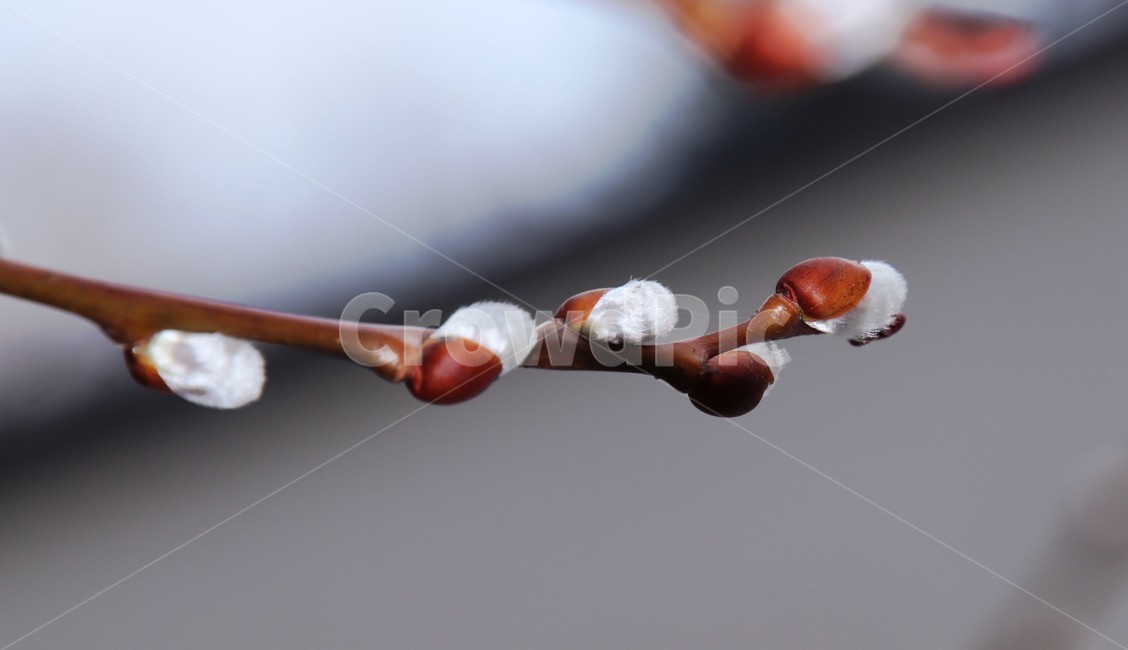 plant,flower,식물,싹,겨울눈,봄,버들강아지,꽃,blossom