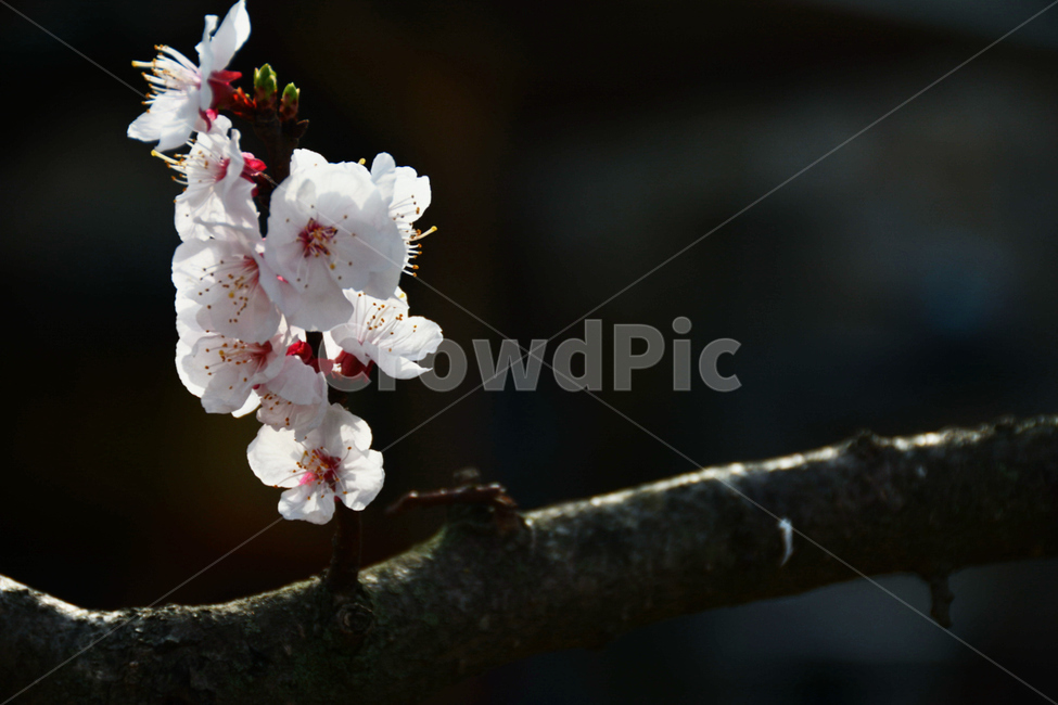 꽃,벚꽃,식물,봄,cherryblossom,봄꽃,봄,계절,spring,season,식물,자연,plants,nature,꽃,flower,plant