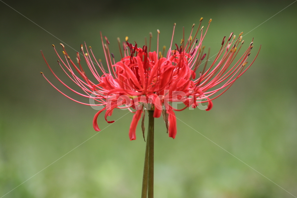 상사화,개난초,lycorissquamigera,magiclily,flower,꽃무릇,Redspiderlily,식물,자연,plants,nature,꽃,flower