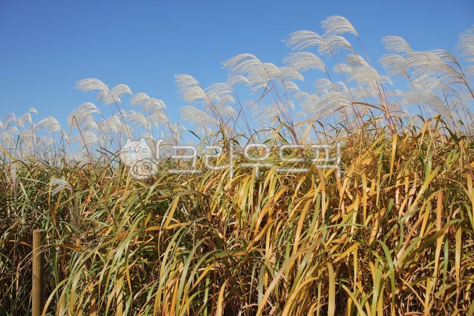 가을,억새,가을바람,흔들임,파란하늘,공원