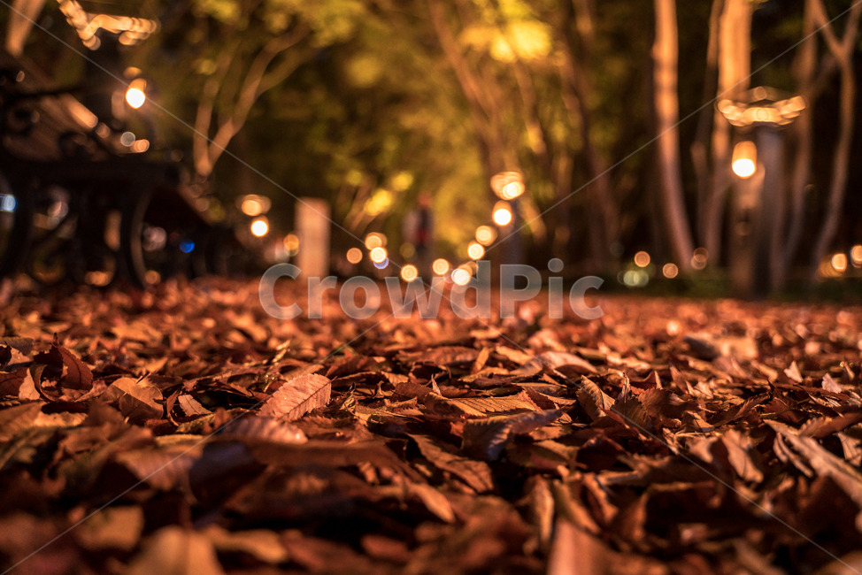 가을,단풍,조명,빛,낙엽,길거리,보케,갈색,밤,저녁,야경,길,autumn,fall,light,maple,maples,road,night,street,가을,계절,fall,autumn,season,야경,밤,풍경,nightscape,night,landscape,감성,sensible,feeling,ground,바닥,gravel,자갈,dirt road,흙길,도로