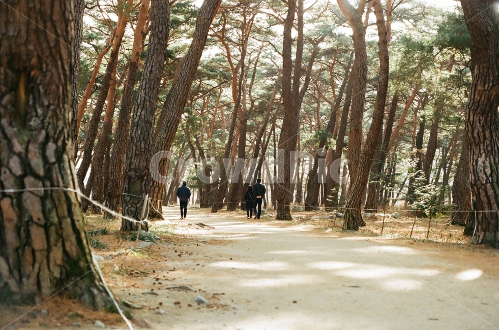 소나무,소나무길,산책로,등산로,흙길,자연,풍경,nature,landscape,식물,plants,나무,trees,wood,사람들,대중,군중,other people,crowd,tree,plant,tree trunk,나무 줄기