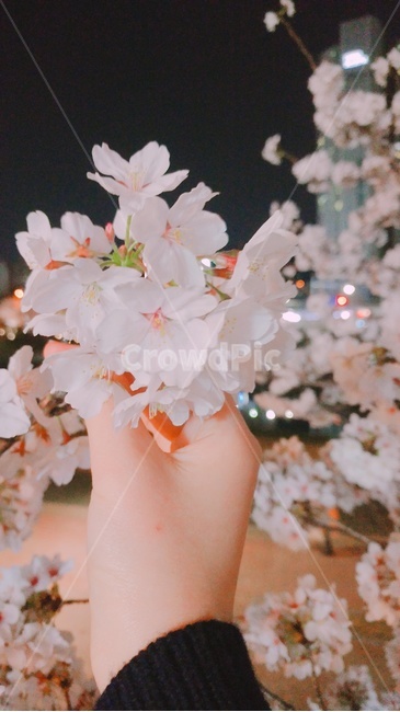 벚꽃,봄,벚꽃나무,꽃,저녁벚꽃,봄,계절,spring,season,plant,식물,blossom,flower