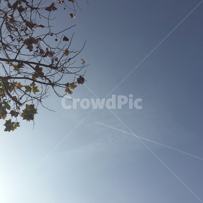 가을,비행운,하늘,가을하늘,나무,자연,sky,tree